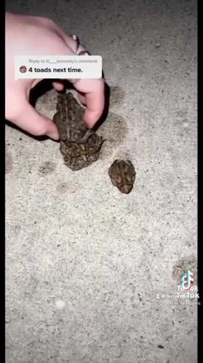 No toads were harmed