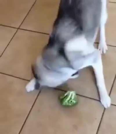 Broccoli broke the dog