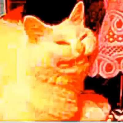Nuked Cats