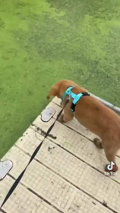 What’s the dog doin (Credits to @row_yourboat on tik tok)
