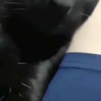 Puto gato