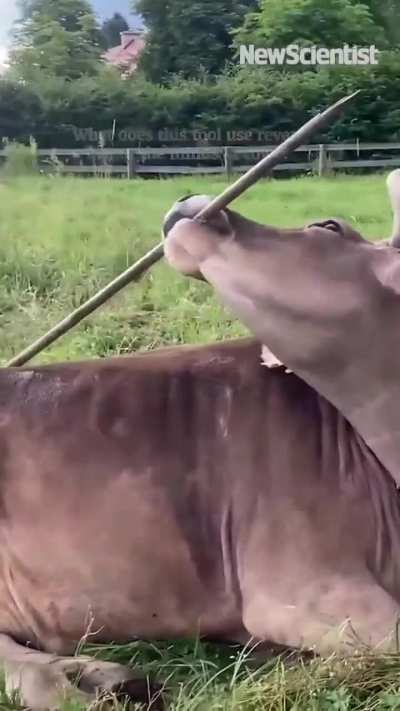 Veronika chooses bristled side of broom to scratch her back, then smoother side for other parts