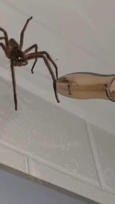 Spooder