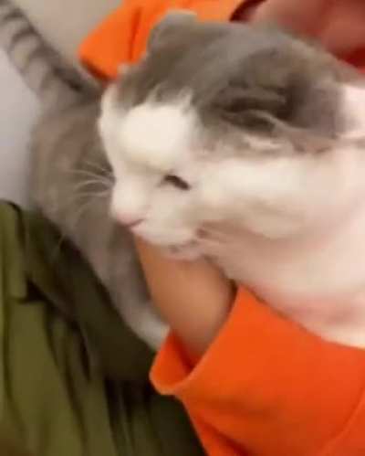 Кошачий оргазмЪ