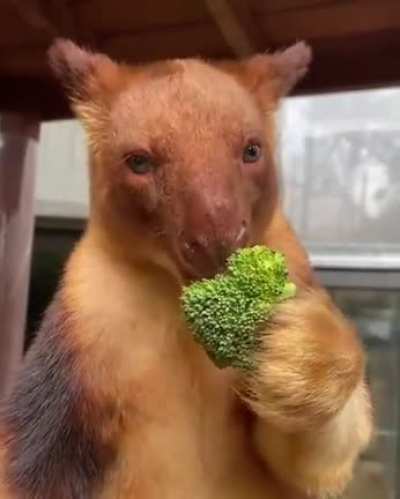 Broccoli