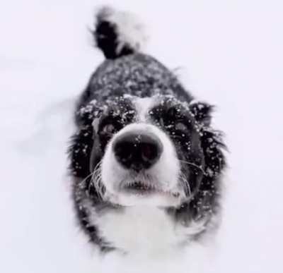 Majestic