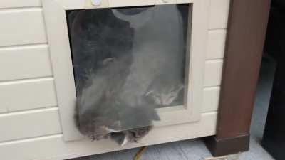 NotMyCat had 5 kittens in my yard, I got them a little house and have been making sure they stay dry!