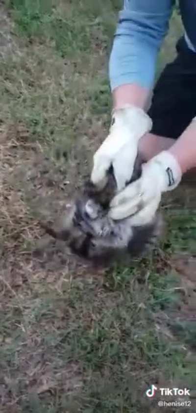 raccoon stuck :(