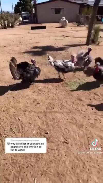 Aggressive animals