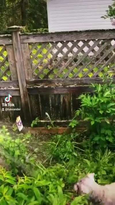 My boy Watson showing the hose what's what.
