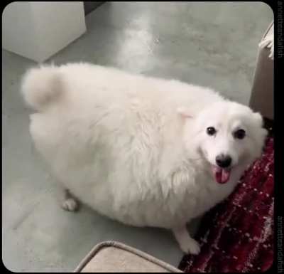 I am sheep