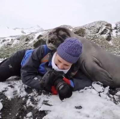 🔥 Elephant seal pup decides to flop on over and give photographer a hug!