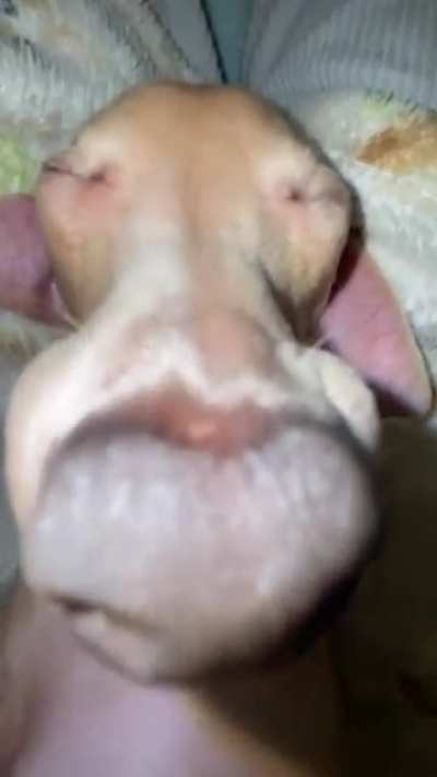A mimir