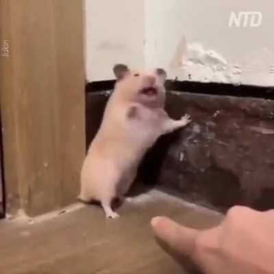 Cutiepie got jumped