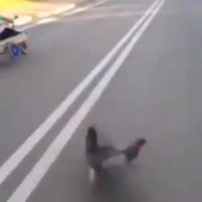 Pollo😎