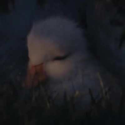 Such an emotional duck video.