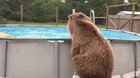 Big Boy Bear Named Bruiser Happily Swimming