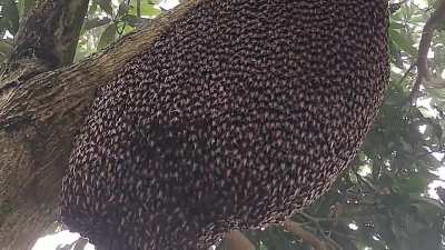 Honeybees doing a Defense Wave