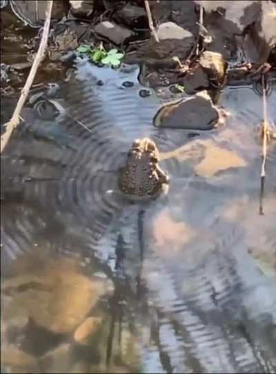 Don't croak it