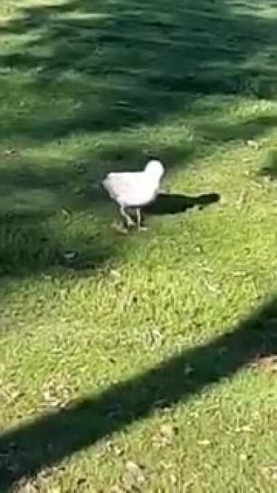 Dutch seagull