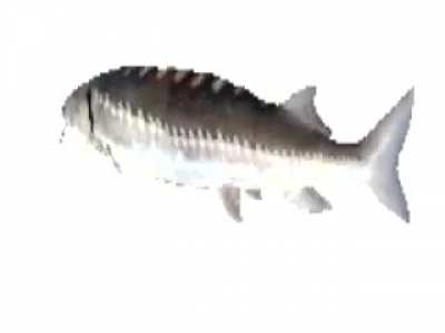 🎶El salmón cantante canta en todas partes🎵