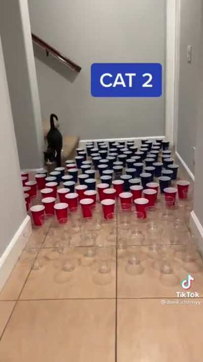 Cat 3 SENT IT and scared himself