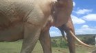 🔥 The largest elephant (that we know of)