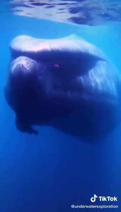 This whale is harmless but sounds and looks horrifying