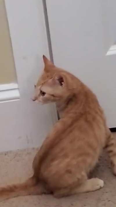 My cat wants to leave
