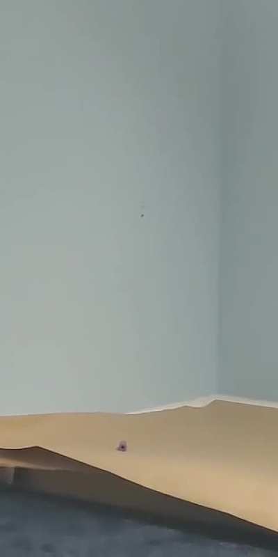 we were shooting a spider