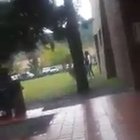 Una llama se escapo de la facultad de veterinaria, Salta.