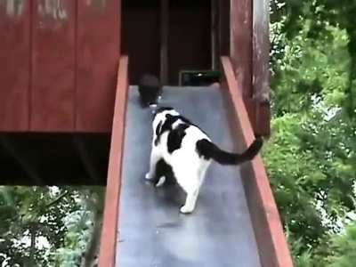 Cat fall