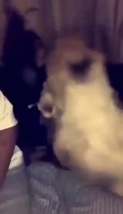 Monkey slaps lion intresting