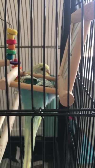 Is Jasper doing yoga or is he broken?