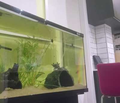 axolotls