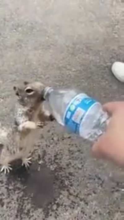 Little Homie