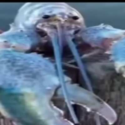 Lobster 