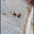 What this wasp does to this cockroach