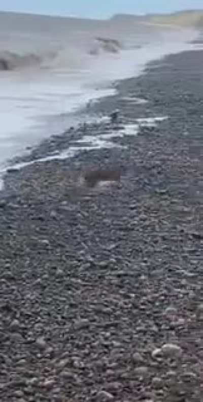 Rabbit emerges from the ocean. The world's officially gone mad.