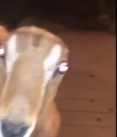 tErRIfYING MoNStEr STALkS fAMiLy