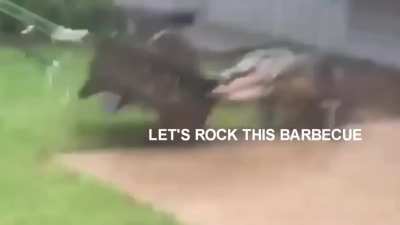 Croc at weekend barbecue [OC]