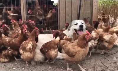 The life of a livestock guardian dog