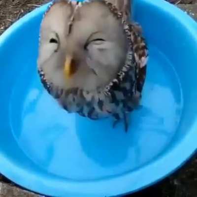 Moist Owlette