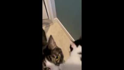 Scientist Cats