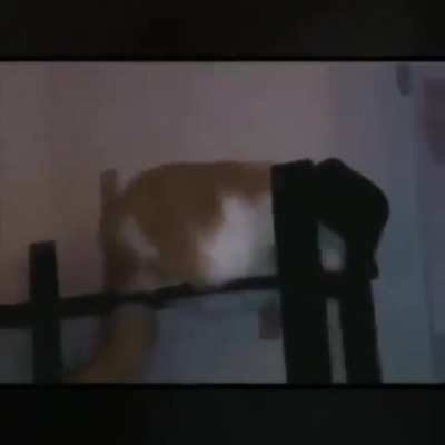 Gato maiku jacksu