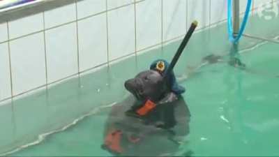 Navy seals
