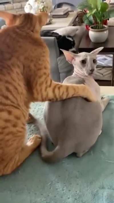 No, no, don’t touch me there
