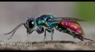 🔥 A Ruby-tailed wasp cleaning itself