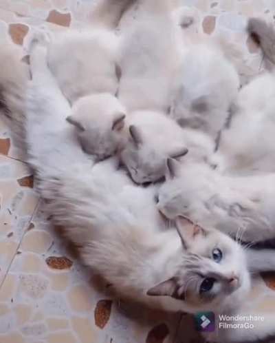 Кормежка