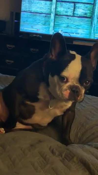 My dog making me feel extremely uncomfortable...